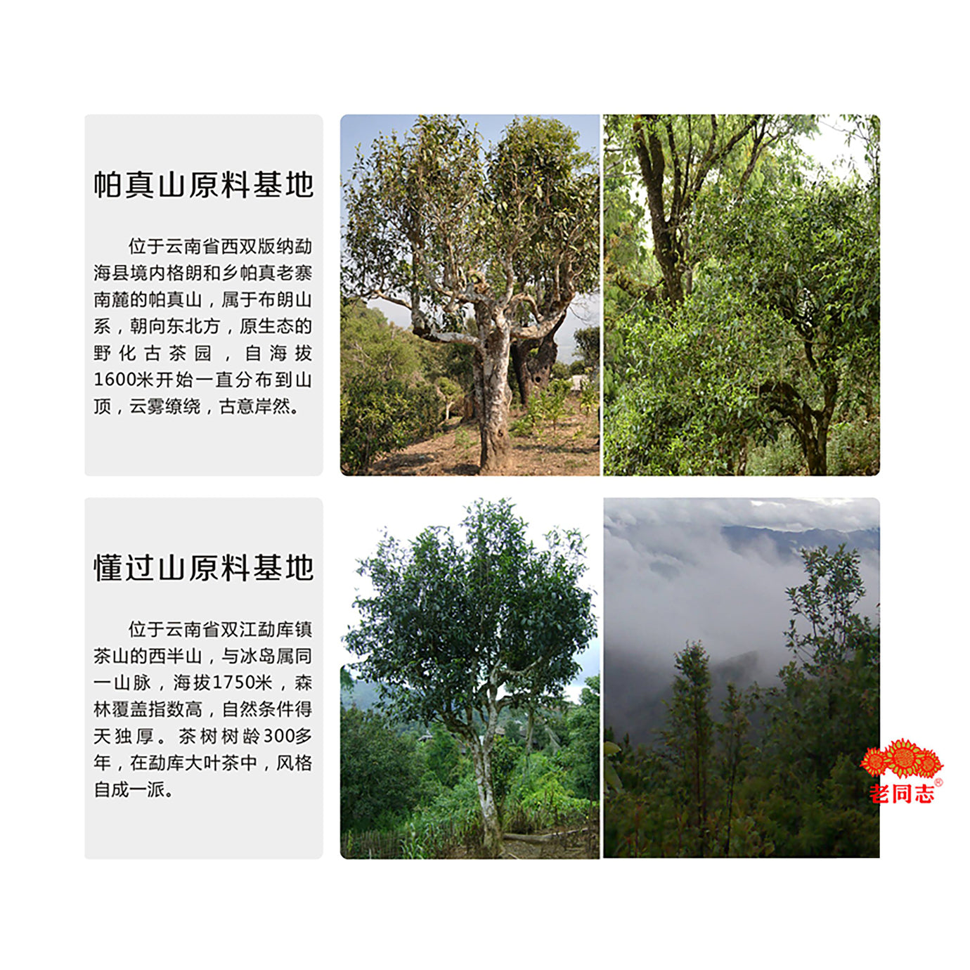 Mo Yun Pu'er Black Tea (Raw) - Lao Tong Zhi