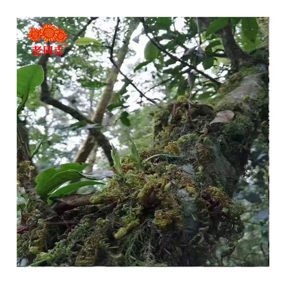 Mo Yun Pu'er Black Tea (Raw) - Lao Tong Zhi