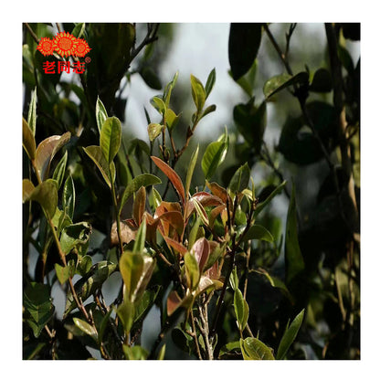 Mo Yun Pu'er Black Tea (Raw) - Lao Tong Zhi